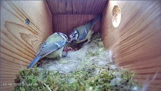 12th May 2021 - Now there's 8 - Blue tit nest box live camera highlights