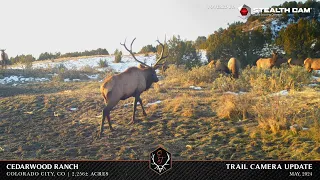 Cedarwood Ranch: Trail Camera Video