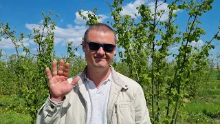 Доцільність вирощування фундуку(культурної ліщіни) в Україні.