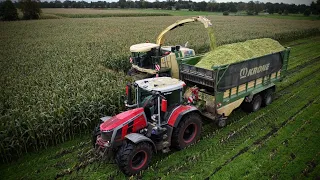 Mais 2023 | Krone Big X 700 | Massey Ferguson 8S | Loonbedrijf Beute | Corn harvest