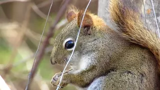 Red Squirrel - Friend or Foe??