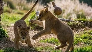 Lion Cubs Playing