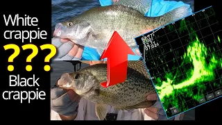 LIVESCOPE CRAPPIE FISHING with JIGs in Brush piles!