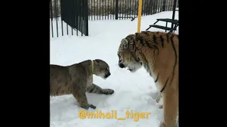 Cougar and Tiger amazing confrontation // Cougar VS Tiger