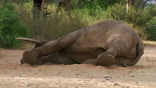 Safely Tranquilising an Elephant | This Wild Life | BBC Earth