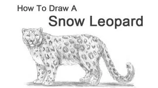 How to Draw a Snow Leopard