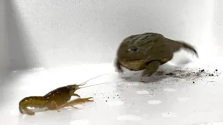 This is what happens when a frog sees a crayfish for the first time