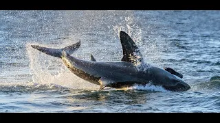 8 Sharks Devour 2 Boys in Feeding Frenzy