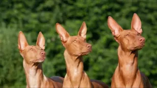 Top 7: Las razas de perros más caros del mundo.