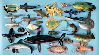 Hewan Laut Hiu Martil, Ikan Badut, Buntal, Koran Angelfish, Kakap Merah, Sauri Pasifik, Paus Bungkuk