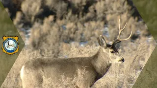 Antler Season Changes