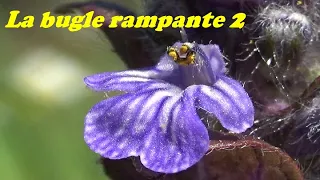 LA BUGLE RAMPANTE, petite et vivace 2