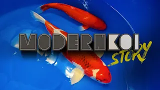 Modern Koi Story 2023 - Der Koiimport aus Japan