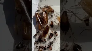 Catchy German Cockroaches - Catchy Pest Solutions  #pestcontrol #asheville