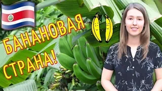 COSTA RICA: How do bananas grow in nature?