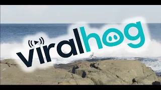 Great White Shark Chases Surfers Out of the Water || ViralHog