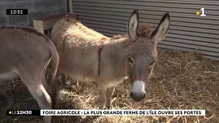 Plus de 1 500 animaux sur 3 hectares, c'est parti pour la Foire agricole de Bras-Panon !