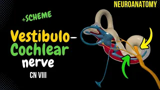 CN 8: Vestibulocochlear Nerve (Scheme, Inner Ear, Pathway) | Neuroanatomy