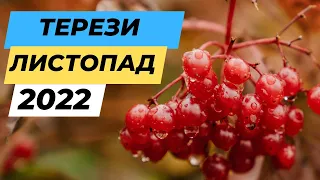 Терези Таро розклад 2022 Листопад / Таро прогноз на місяць/ Гадання на картах Таро/Гороскоп Весы 22