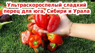 Сладкий перец здоровье: ультраскороспелый и урожайный