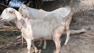 goat meeting in village first time 2022