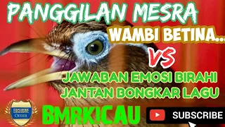 SUARA WAMBI BETINA,PANGGILAN MESRA WAMBI BETINA VS JAWABAN EMOSI JANTAN BONGKAR LAGU