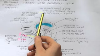 Билет 034. ОБОНЯТЕЛЬНЫЙ АНАЛИЗАТОР, ЕГО ЧАСТИ. ПЕРВАЯ ПАРА ЧЕРЕПНЫХ НЕРВОВ.