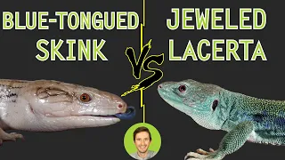 Jeweled Lacerta vs Blue-Tongued Skink - Head To Head