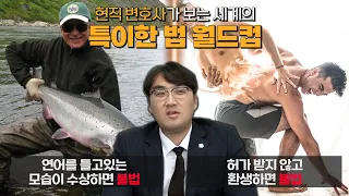 현직 변호사가 보는 세계의 특이한 법 월드컵 ｜ 환생하면 불법 VS 연어를 들고 있는 모습이 수상하면 불법 ｜ 이상형 월드컵