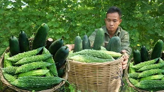 One day of gardening the new camp, weeding, harvesting gourds,bitter melon to sell at the market