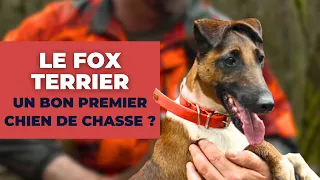 Pourquoi choisir un fox terrier pour la chasse?