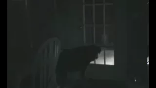 Ghost Caught by dog real must see