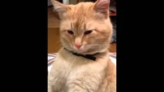 Серноводский кот "Чюбарик "