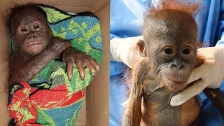 Orangutan Rescued After Being Abandoned