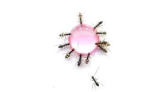 Ants vs Liquid Sugar