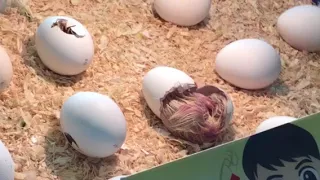 Chick Hatching in Singapore Science Centre 孵化するところを目撃！ サニーバニーシンガポールツアー