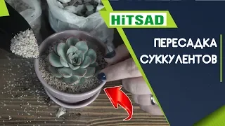 Правильная пересадка суккулентов 🌵 Советы по уходу после пересадки