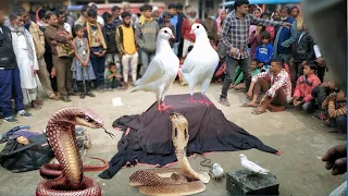 Indian local magic | danger Jadu || 😲😲😲😲 danger Jadu Khela free te deklam ||khel tamasha