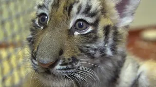 Cleveland Zoo welcomes Malayan tiger cub in effort to form social group of endangered subspecies