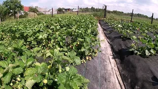 ГОЛОВНИЙ МІНУС сорта полуниці ПОЛКА/Вирощування солодкої полуниці на Поліссі