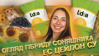 ОГЛЯД ГІБРИДУ СОНЯШНИКА🌻👀🌻ЕС ЦЕЙЛОН СУ