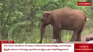 Video footage of Elephant herd mourning the death of a calf