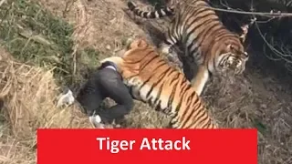 latest tiger attack in India