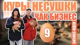 Куры несушки как бизнес. Разведение кур несушек. Бизнес идеи.