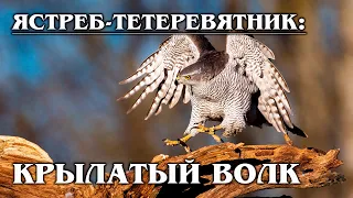 Ястреб-тетеревятник: Крылатый "волк", который не любит голубей | Интересные факты про птиц