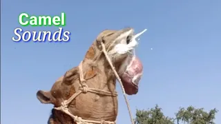 Sounds of Camel  || Voice of Camel || Camel of Thar Desert || Camel Mating Season || Camel Breeding