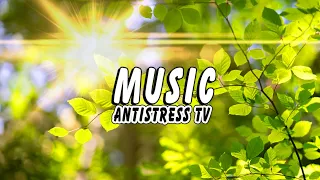 ♪ Освежающая МУЗЫКА Ветра и Утренний Лес Для Отдыха Души [Antistress Music 2020]