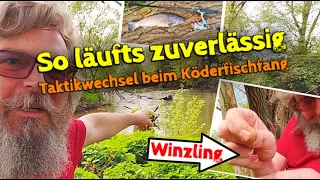 Taktikwechsel und es läuft | Köderfische für Wels Aal Zander