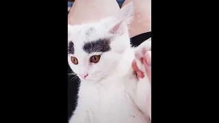 Смешные Коты Tik Tok - Лучшие приколы | Funny cats compilation. Подборка #2