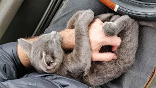 Stray Kitten Chooses a Man In a Car Park And Won't Let Him Go